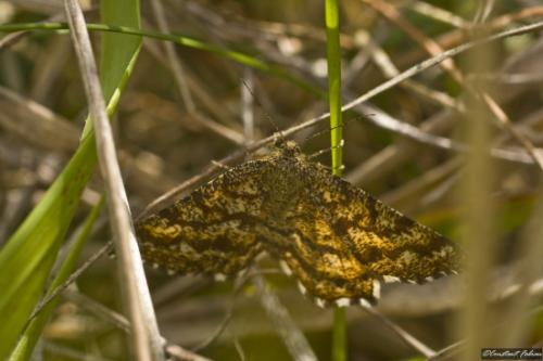 Ematurga atomaria