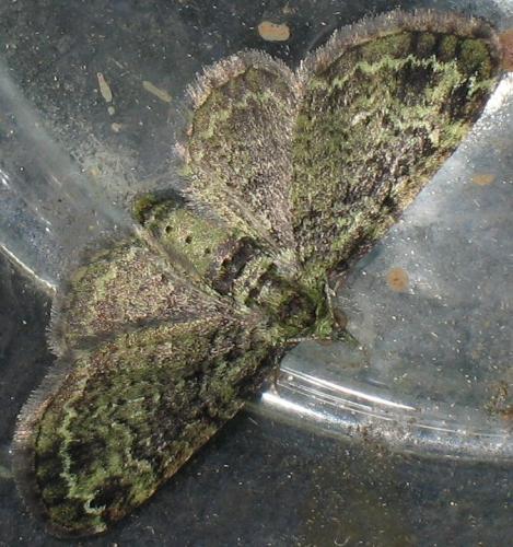 Réf. 58 043 : Pasiphila rectangulata