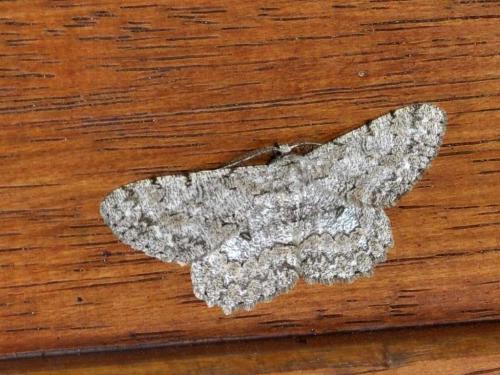 Réf. 58 907 : Hypomecis punctinalis