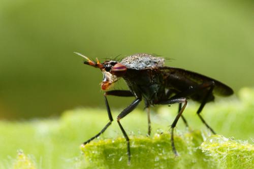 Réf. 58 553 : Coremacera sp.