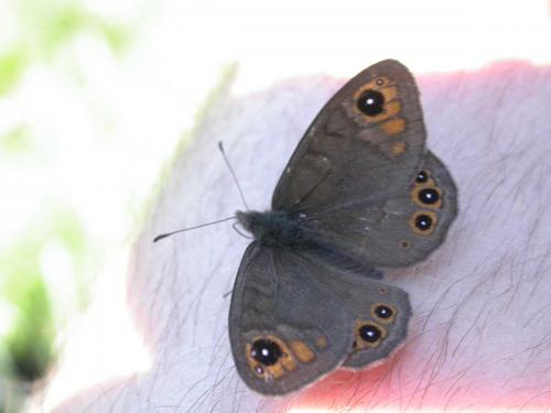 Lasiommata petropolitana