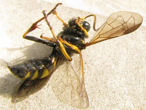 Réf. 58 221 : Gorytes planifrons