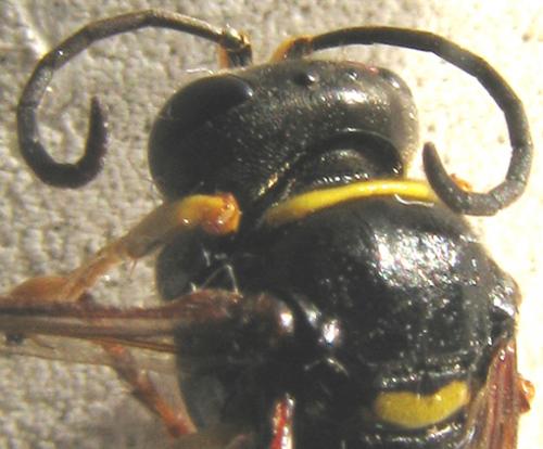 Réf. 58 228 : Gorytes planifrons