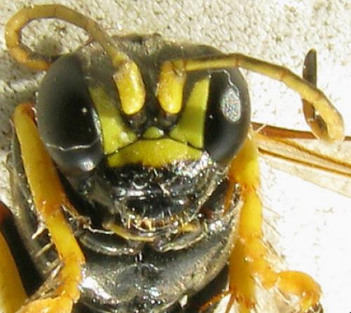 Gorytes planifrons