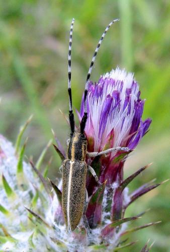 Réf. 58 427 : Agapanthia suturalis