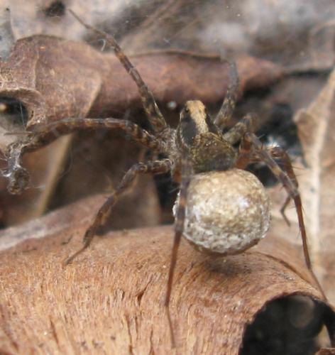 Pardosa sp.