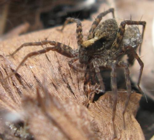 Pardosa sp.
