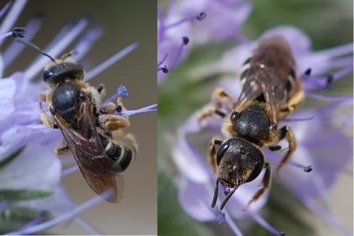 Réf. 58 362 : Halictus sp.