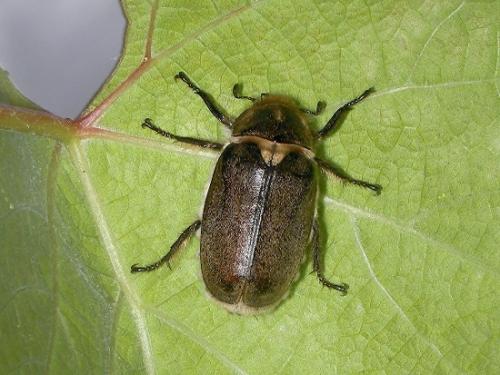 Anoxia villosa