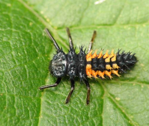 Réf. 58 526 : Harmonia axyridis