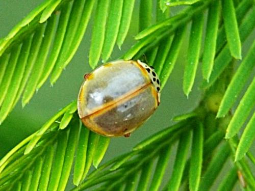 Réf. 58 741 : Harmonia quadripunctata