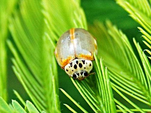 Réf. 58 765 : Harmonia quadripunctata