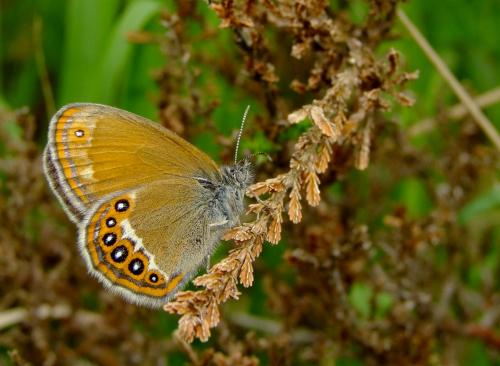 Réf. 58 567 : Coenonympha hero