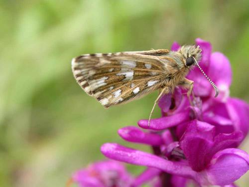 Réf. 58 202 : Pyrgus sp.