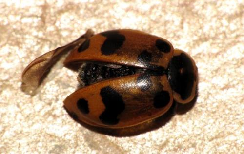 Hippodamia septemmaculata