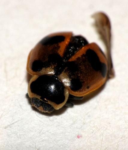Réf. 58 268 : Hippodamia septemmaculata