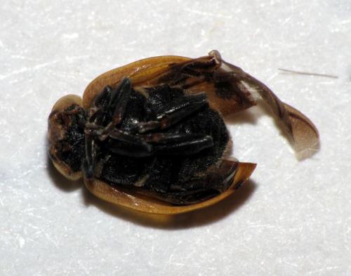 Réf. 58 267 : Hippodamia septemmaculata