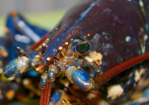 Réf. 58 980 : Homarus gammarus