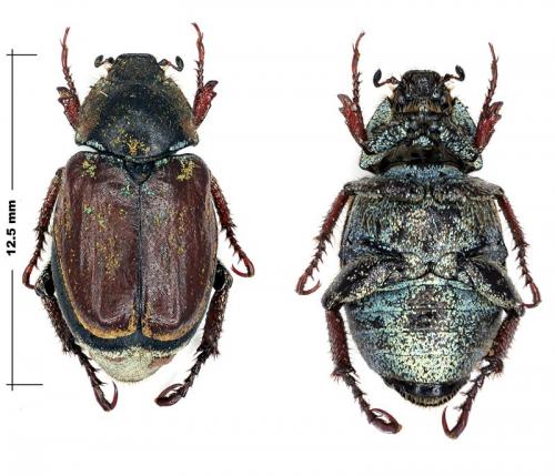 Réf. 58 775 : Hoplia praticola