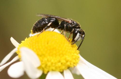 Réf. 58 295 : Hylaeus sp.