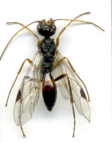 Pristaulacus sp.