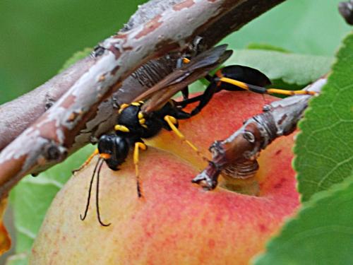 Réf. 58 974 : Sceliphron caementarium