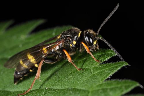 Réf. 58 060 : Argogorytes mystaceus