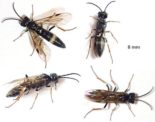 Emphytus cinctus