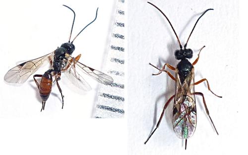 Cryptinae