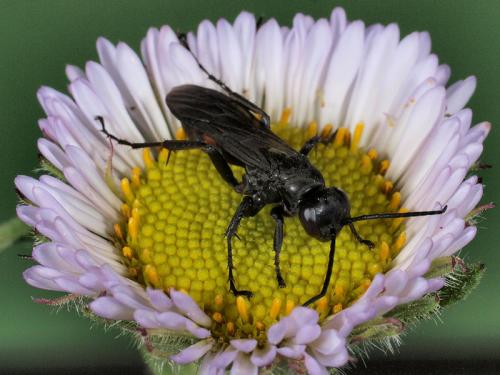 Réf. 58 443 : Pompilinae inconnu