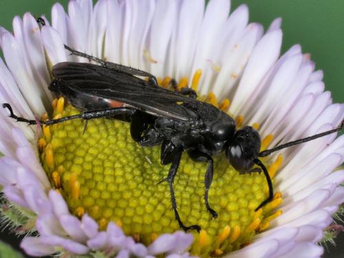 Réf. 58 577 : Pompilinae inconnu