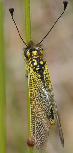 Libelloides ictericus