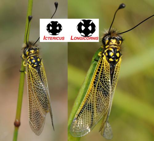 Libelloides divers