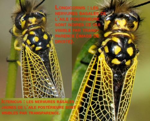 Réf. 58 317 : Libelloides divers