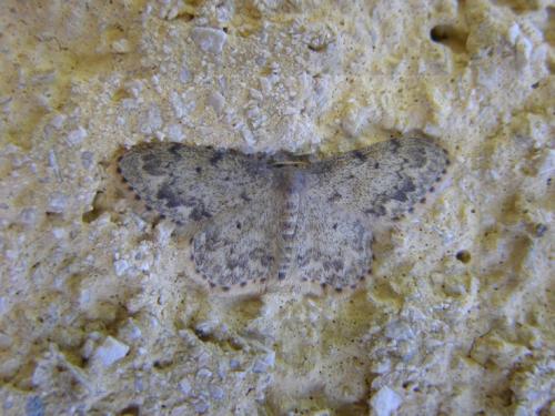 Réf. 58 187 : Idaea libycata
