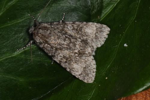 Réf. 58 554 : Subacronicta megacephala