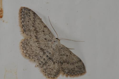 Idaea seriata
