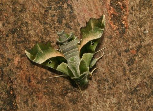 Réf. 58 894 : Proserpinus proserpina