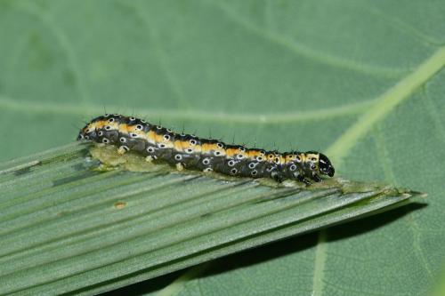 Depressaria daucella