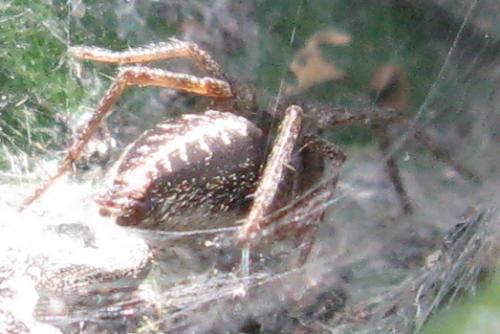 Agelena sp.