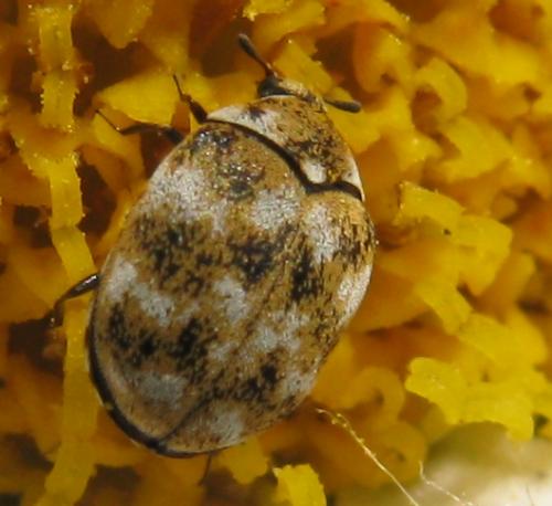 Anthrenus verbasci