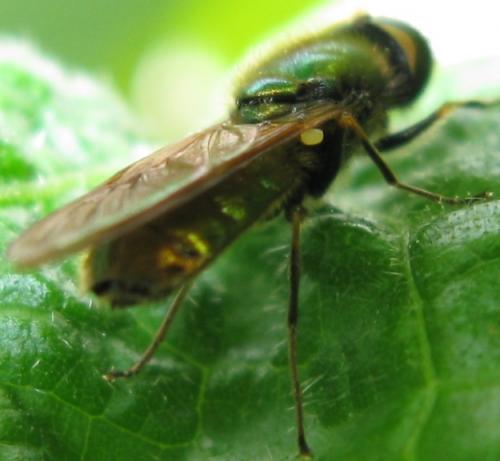 Chloromyia formosa