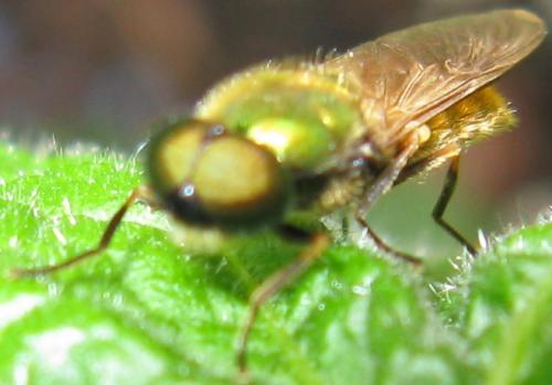 Chloromyia formosa