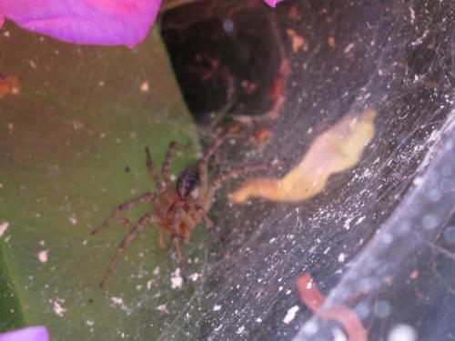 Agelena labyrinthica