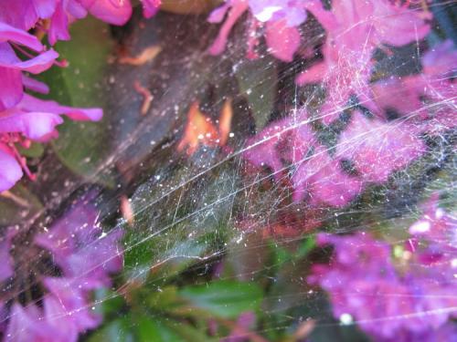 Agelena labyrinthica