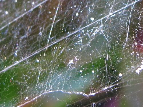 Agelena labyrinthica