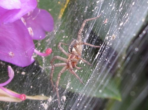 Agelena labyrinthica