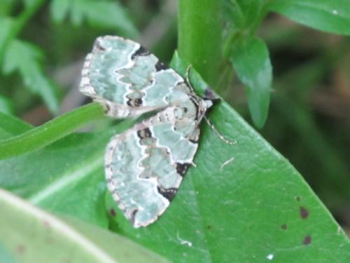 Colostygia pectinataria
