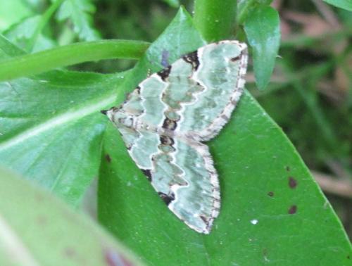 Colostygia pectinataria