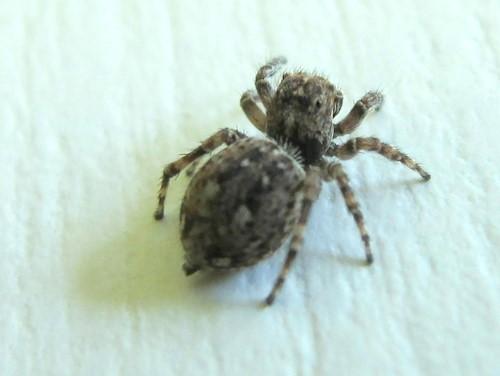 Réf. 58 921 : Attulus pubescens